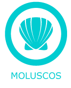 Alérgenos Moluscos